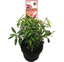 Pernettya Forest Flame kamerplant in pot