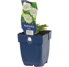 Grote masterwort in pot