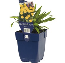 Ossenbloem plant in pot