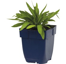 Plant in pot