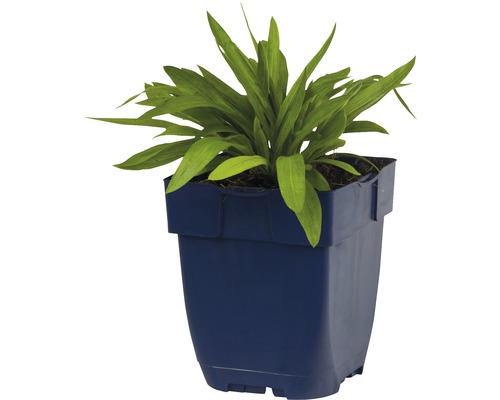 Plant in pot
