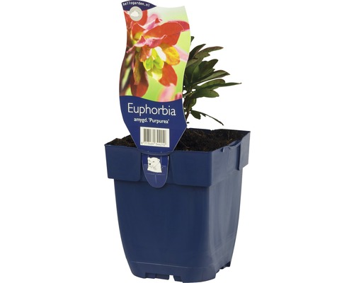 Wolfsmelk ''Purpurea'' in pot