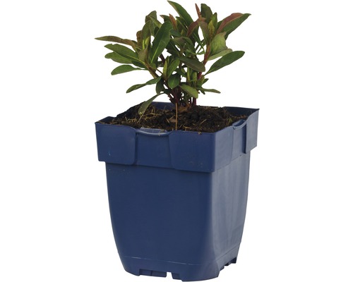 Rhododendron in pot