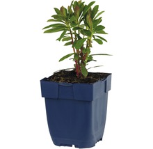 Rhododendron in pot
