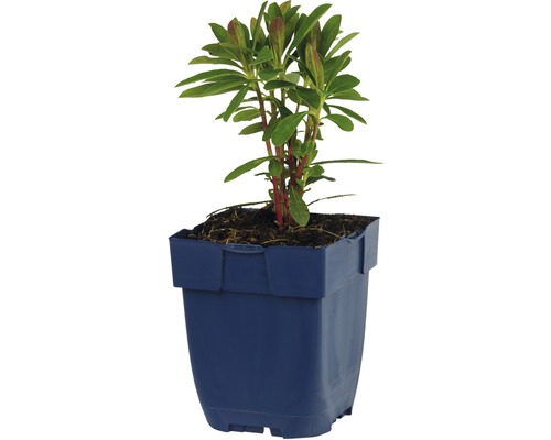 Rhododendron in pot