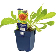 FLORASELF Kokardebloem Gaillardia aristata Ø 11 cm