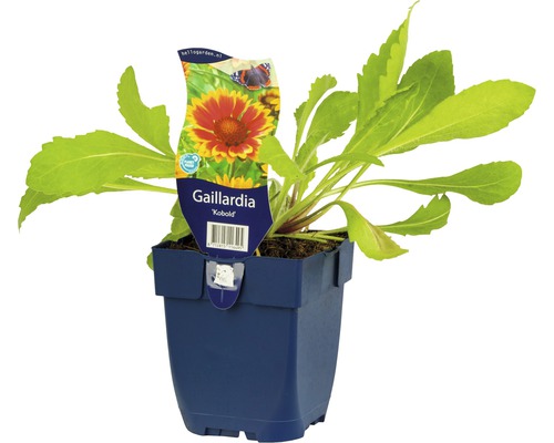 Gaillardia Kobold in pot