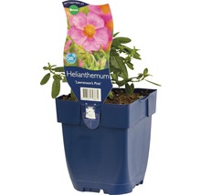 Zonneroosje ''Lawrenson''s Pink'' in pot