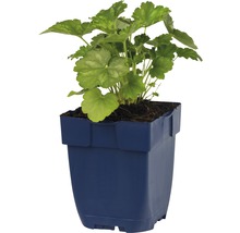 Geranium in een pot