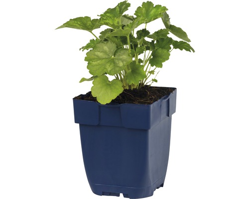 Geranium in een pot