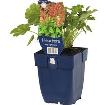 Heuchera in pot