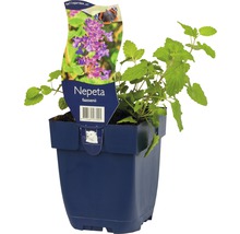 Nepeta faassenii in pot