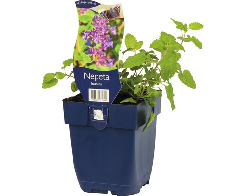 Nepeta faassenii in pot