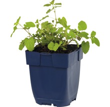 Melisse plant in pot