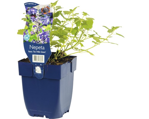 Nepeta plant in pot