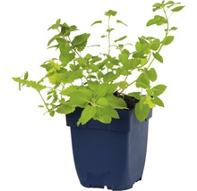 Citroenmelisse plant in een pot