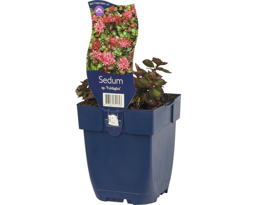 Sedum ''Fuldaglut'' in pot