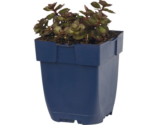 Sedum in blauwe plantenpot