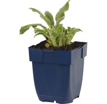 Echte Wollziest plant in een pot