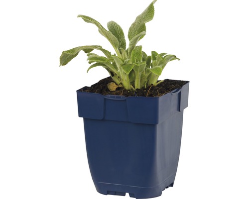 Echte Wollziest plant in een pot