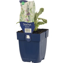 Andoornplant in pot