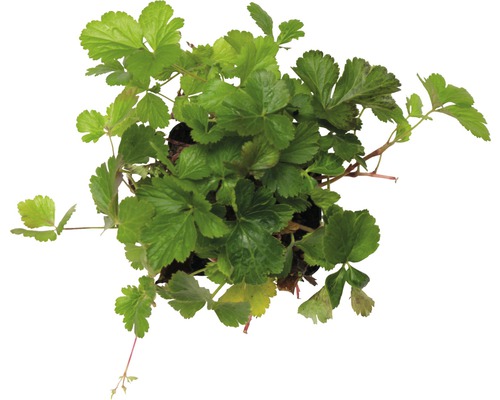 Waldsteinia plant in pot van bovenaf