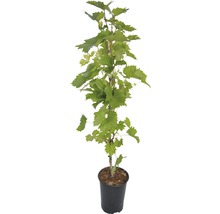 Wijnstok in pot