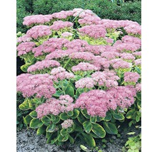 Vetkruid vaste plant met roze bloemen