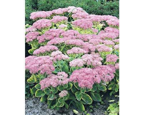 Vetkruid vaste plant met roze bloemen