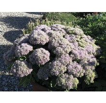 FLORASELF Vetkruid Sedum spectabilis potmaat 3 liter H 10-40 cm