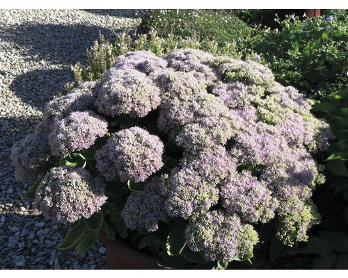 FLORASELF Vetkruid Sedum telephium 'Herbstfreude' potmaat 3 liter H 10-30 cm Vetkruid vaste plant in de tuin