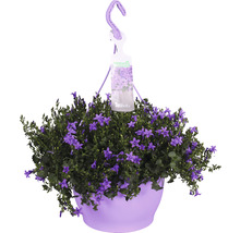 Hangplant met klokjesbloemen in pot