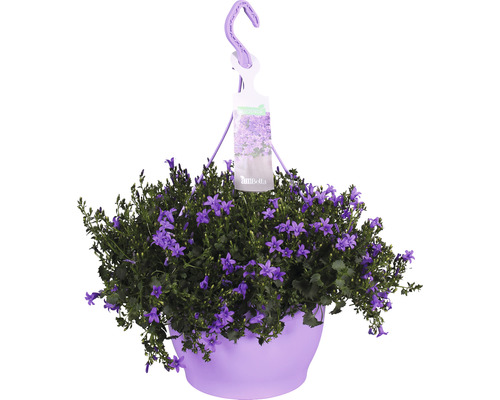 FLORASELF Klokjesbloem Campanula portenschlagiana hangplant potmaat Ø 25 cm Hangplant met klokjesbloemen in pot