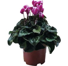 Cyclaam in pot met paarse bloemen