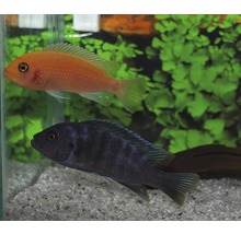 Twee siervissen in aquarium, Malawi cichliden
