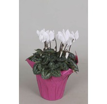 Witte kamer cyclaam plant in pot