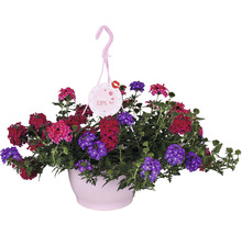 FLORASELF Verbena Trixie hangplant potmaat Ø 25 cm