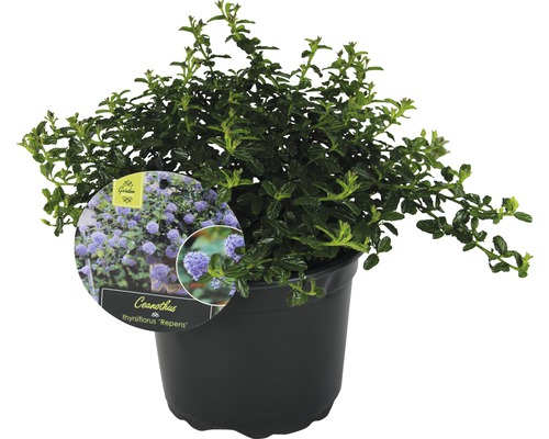 FLORASELF Amerikaanse sering Ceanothus Thyrsiflorus var. repens potmaat Ø 17 cm H 25-30 cm