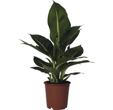 Dieffenbachia plant in pot