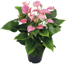 Anthurium in pot