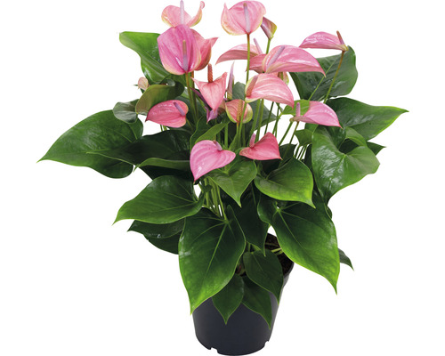 Anthurium in pot