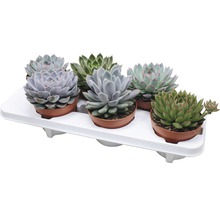 Tray met zes vetplanten in potten