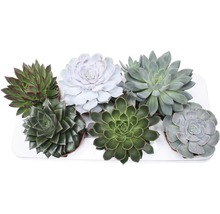 Diverse vetplanten in een arrangement op een dienblad