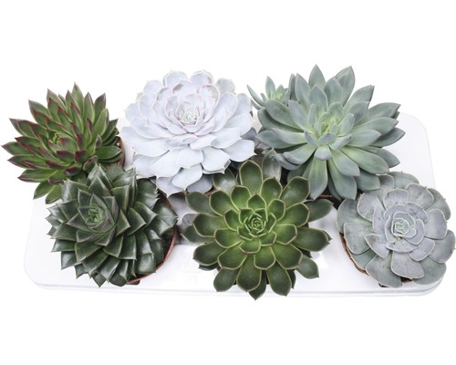 Diverse vetplanten in een arrangement op een dienblad