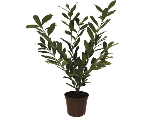 FLORASELF Laurier Prunus laurocerasus 'Caucasica' potmaat 10 L H 80-100 cm Laurierplant in pot