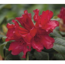 Close-up van rododendronbloemen