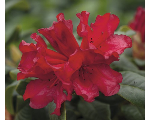 FLORASELF Azalea Rhododendron repens 'Scarlet Wonder' potmaat Ø 19 cm H 25-30 cm Close-up van rododendronbloemen