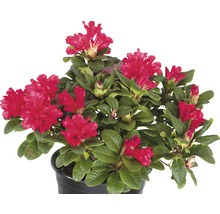 Rhododendron in pot met bloemen