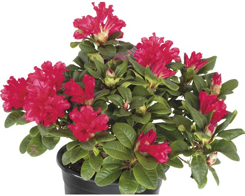 Rhododendron in pot met bloemen