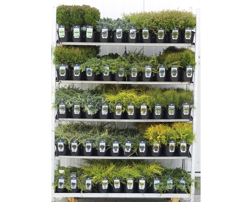 Rek met diverse potplanten voor de tuin